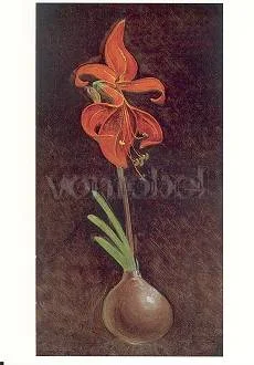 Amaryllis Formosissima (1808), Postcard