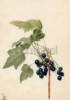 G. Flegel/ Blackcurrant, Postcard