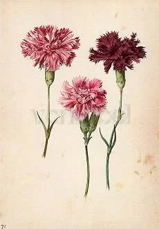 G. Flegel/ Three Pinks, Postcard