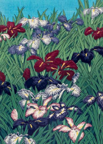 Iris