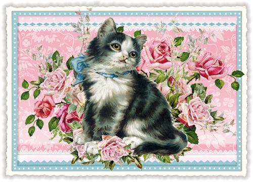 Cat, Postcard