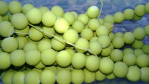 Glaspärlor (1 sträng)