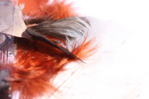 Fjädrar (Paket om 10 st)