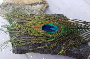 Fjäder (ej från kullholen)