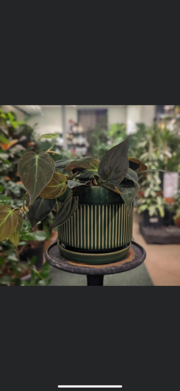 Kruka Pedro set/2 stor grön