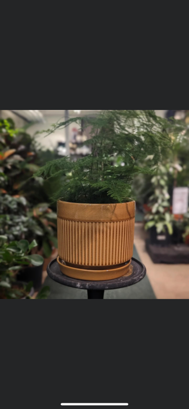 Kruka Pedro stor set/3 gulorange