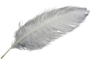 Strutsfjäder Plym Ljusgrå
