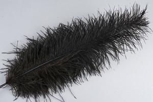 Strutsfjädrar Stora Svart