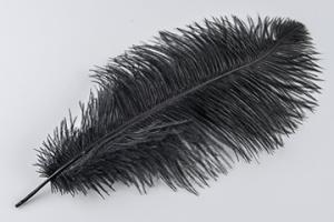 Strutsfjädrar Mellan Svart