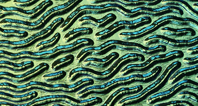 Dichroiskt fusingglas 5x10 cm. Stream med Blå Guld på svart 2 mm glas.