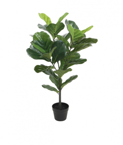 Fiddle leaf 100 cm