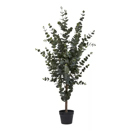 Eukalyptus Tree