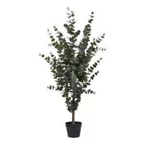 Eukalyptus Träd