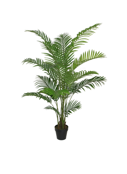 Areca palm 175 cm plant