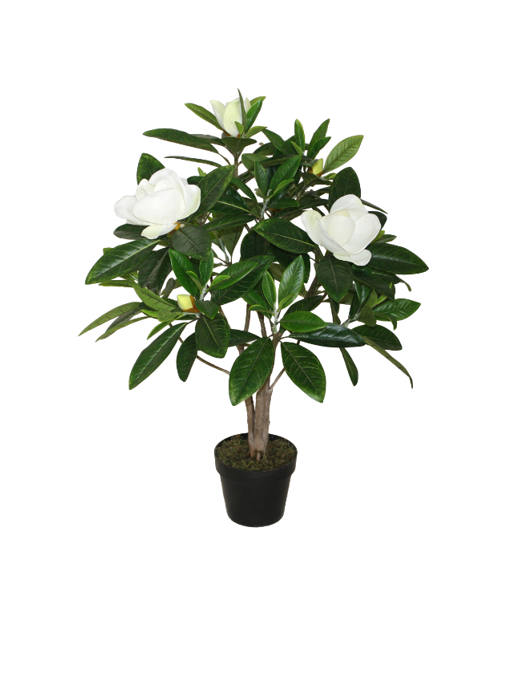 Magnolia tree 90 cm