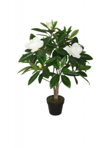 Magnolia Träd 90 cm.