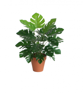 Monstrera 45 cm