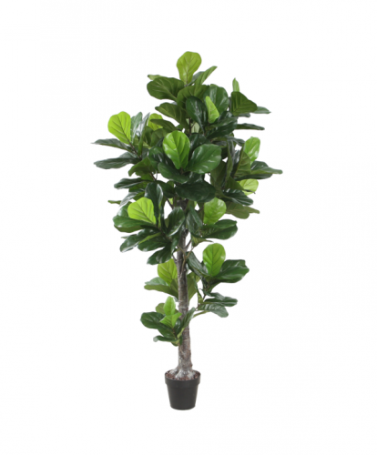 Fiddle leaf 190 cm
