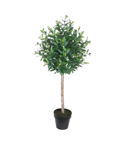 Oliv Träd 120 cm