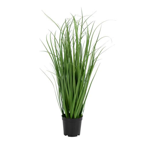 Poa Grass