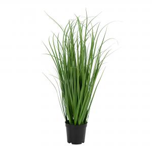 Poa Grass
