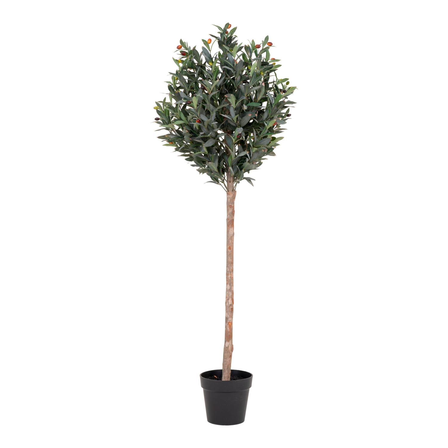 Olivträd 150cm