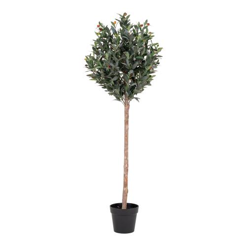 Oliv tree 150 cm