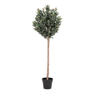 Olivträd 150cm