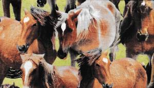 Greener Pastures  220 kr/m