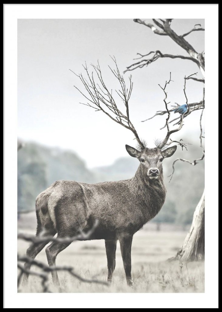 Deer