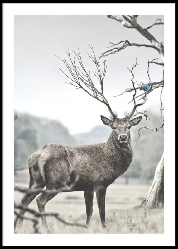 Deer
