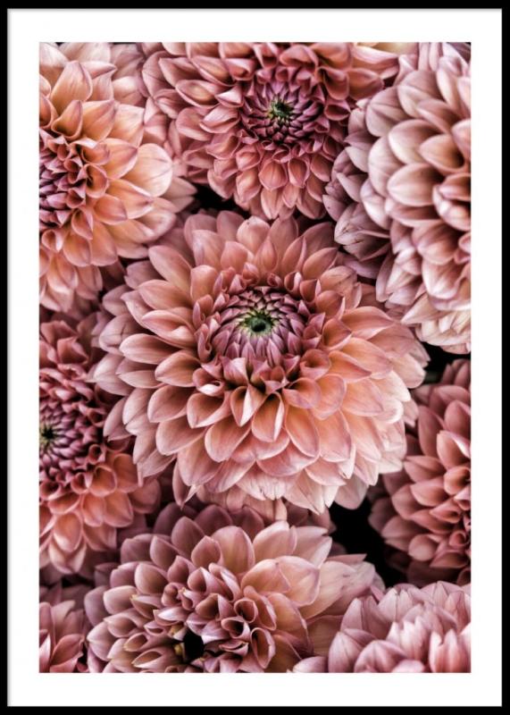 Dahlia Flowers