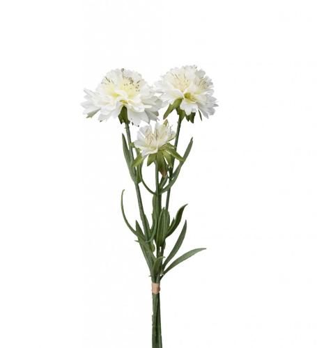 Scabiosa Konstväxt Vit
