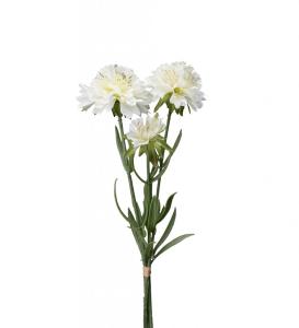 Scabiosa Konstväxt Vit