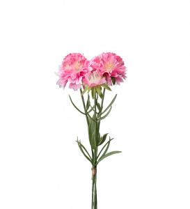 Scabiosa Konstväxt Rosa