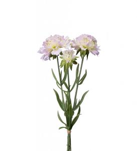 Scabiosa Konstväxt Ljuslila