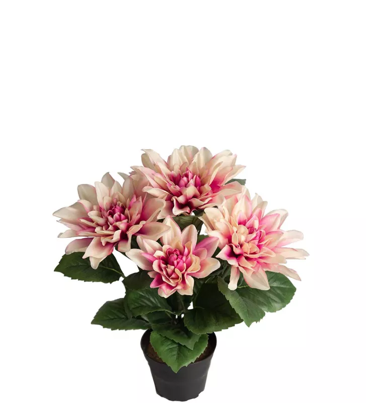Dahlia Konstväxt Fuchsia