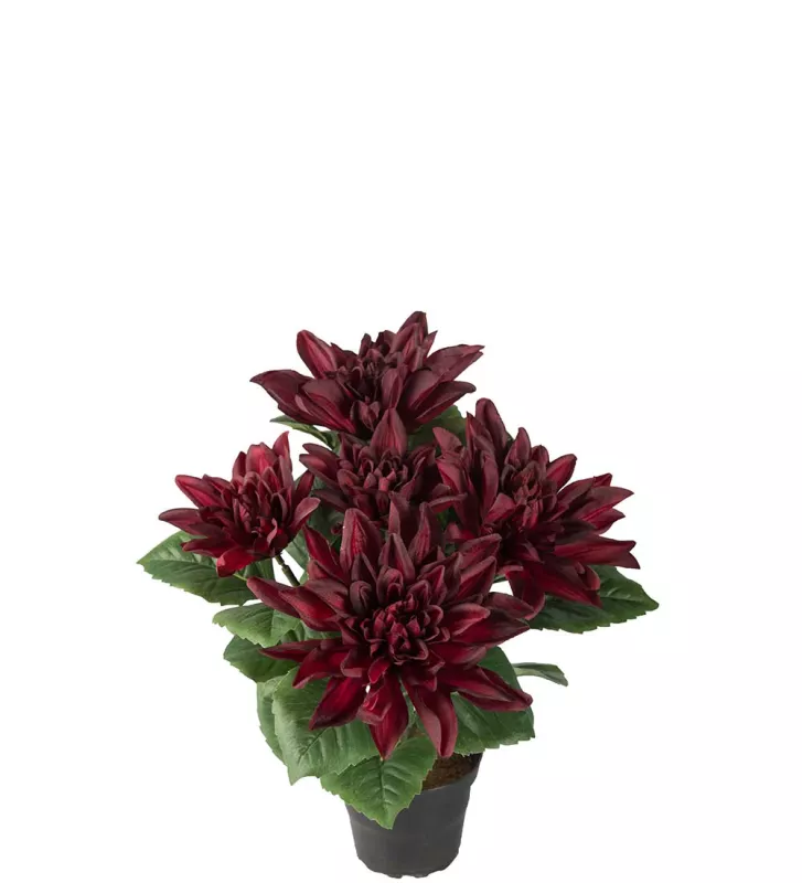 Dahlia Konstväxt Vinröd