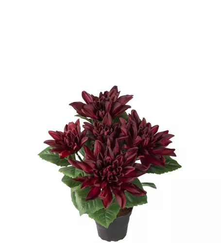 Dahlia Konstväxt Vinröd