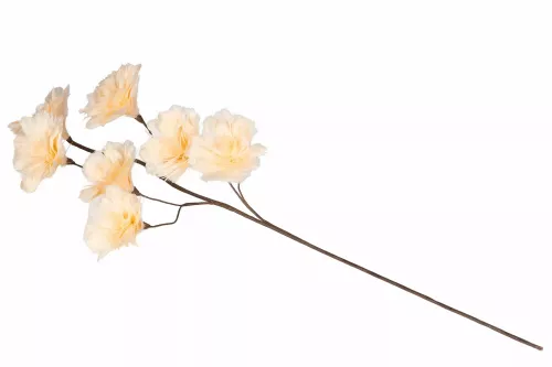 Fjäderblomma Aprikos