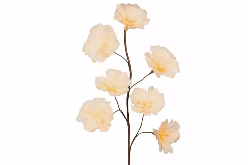 Fjäderblomma Aprikos