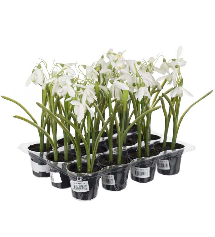 Snödroppe Konstväxt Vit