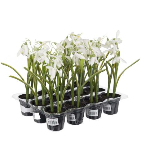 Snödroppe Konstväxt Vit