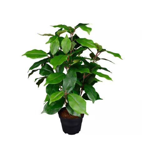 Benjaminfikus Konstväxt