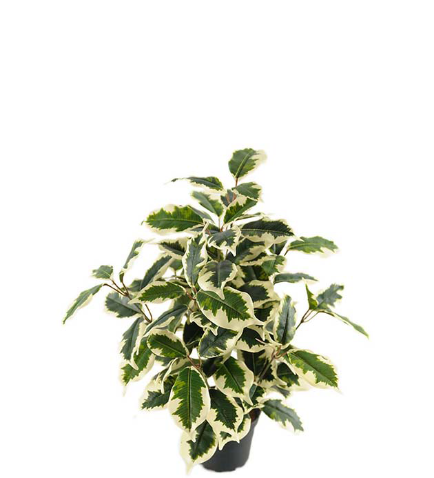 Fikus Varigata Konstväxt