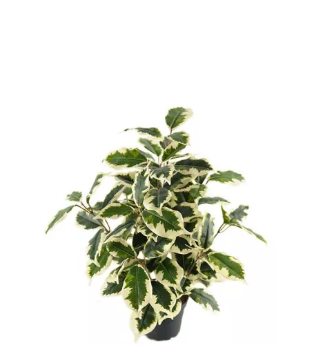 Fikus Varigata Konstväxt