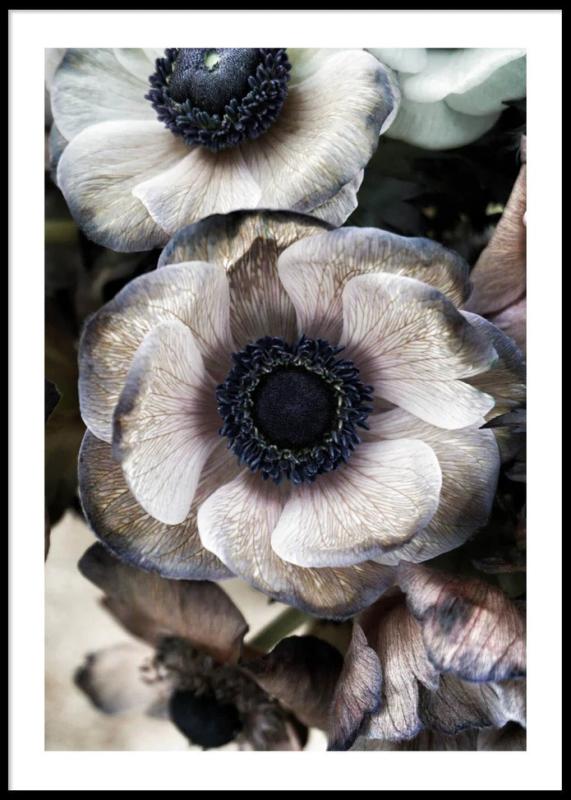 Anemone Flowers Poster