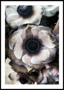 Anemone Flowers