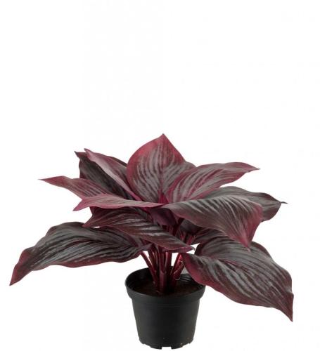 Hosta Konstväxt Vinröd
