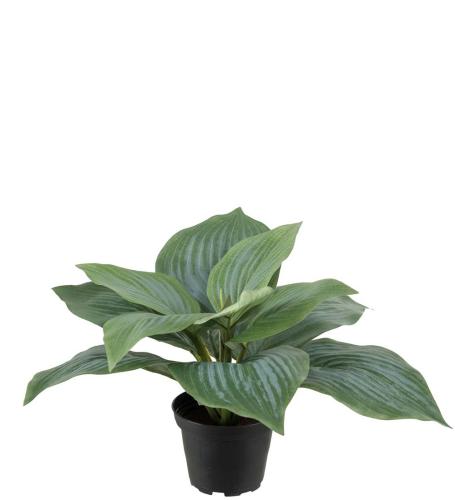 Hosta Konstväxt Grön